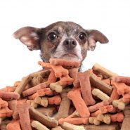 gvictoria120300008.jpg - chihuahua peeking over large mound of  dog bone shaped treats or biscuits on a white background